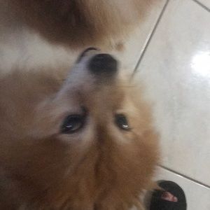 Meet your Posher, Grisel